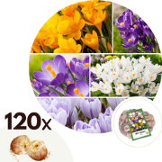 Crocus Mix - Bloembollen x120 - Krokus - Oranje / Paars / Wit