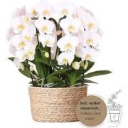 Kolibri Orchids | witte orchideeënset in Reed Basket incl. waterreserv...