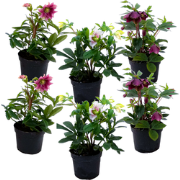 Helleborus Orientalis - Mix van 6 - Tuinplanten - Pot 12cm - Hoogte 20...