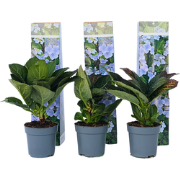 Hortensia Teller - Set van 6 - Blauw - Hydrangea - Pot 9cm - Hoogte 25...