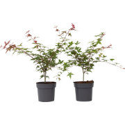 Acer palmatum ´Beni Maiko´ - Set van 2 - Esdoorn - Pot 19cm - Hoogte 6...