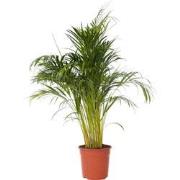 Dypsis Lutescens - XXL Goudpalm - Pot 27cm - Hoogte 140-150cm