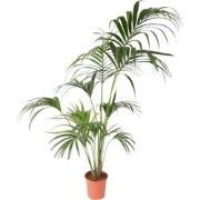 Howea Forsteriana - Kentiapalm - XXL kamerplant - Pot 24cm - Hoogte 15...