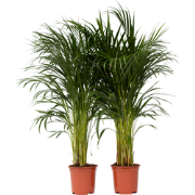 Dypsis Lutescens - Set van 2 - Areca - Goudpalm - Pot 21cm - Hoogte 10...