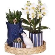 Kolibri Company | Plantenset Mediterranean Sunset | Witte Phalaenopsis...