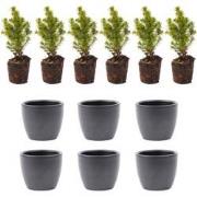 URBANJNGL - Mini-kerstboom set 6 - inclusief Boule Antraciet pot