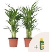 Dypsis Lutescens - Palm - Pokon - Sets van 2 - Pot 17cm - Hoogte 60-70...