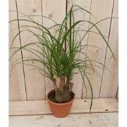 Kamerplant Beaucarnea recuvata gedeelde stam 30 cm