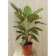 Calathea Makoyana Pauwenplant lichtgroen groot blad 60 cm