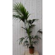 Kamerplant Kentiapalm 120 cm