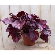 2 stuks! Kamerplant Bladbegonia donkerroze