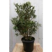 Olijfboom Olea Struik Europaea stamhoogte 50 cm en hoogte 90 cm