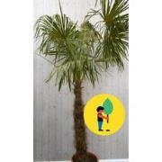 Winterharde Palmboom Trachycarpus Fortunei stamhoogte 100 cm en hoogte...