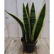 Kamerplant Vrouwentong Sansevieria geelbont 30 cm