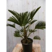 Winterharde Palmboom hoogte 70 cm