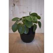 Pilea 'pannenkoekplant' in zwarte pot