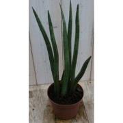 Kamerplant Vrouwentong Sansevieria 50 cm