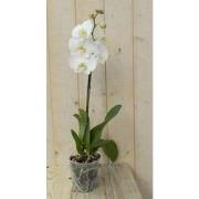 Vlinderorchidee Tak wit 60 cm