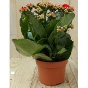 2 stuks! Kalanchoe rood