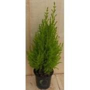 Cupressus Kamerconifeer 50 cm