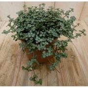 2 stuks! Kamerplant Chique Pilea Glauca