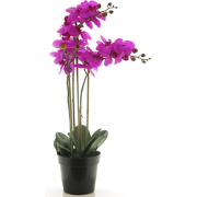 (Best) RT Phalaenopsis Bora x3 in pot 60cm fuchsia