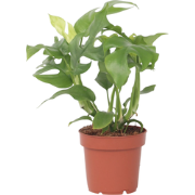 Rhaphidophora Tetrasperma - Monstera minima - Pot 12cm - Hoogte 20-30c...