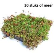 Minimaal 30 stuks! Dakgroen Sedumtray voor daken Type TE Kant & Klaar ...