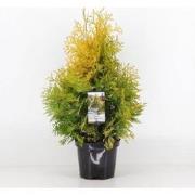 Thuja occidentalis yellow ribbon