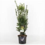 Taxus media hicksii 50-60 cm