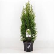 Thuja occidentalis smaragd 40-60 cm