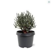 Chamaecyparis thyoides Blue Rock 20-25 cm Conifeer