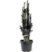 Taxus baccata Black Tower 40-50 cm Conifeer