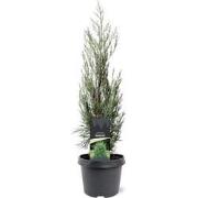 Juniperus scopulorum Moonglow 50-60 cm Conifeer