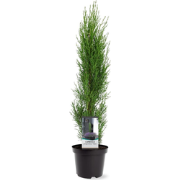 Cupressus sempervirens Totem 40-50 cm Conifeer