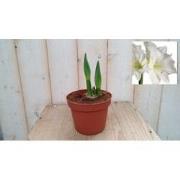 Amaryllis 2 stelen wit