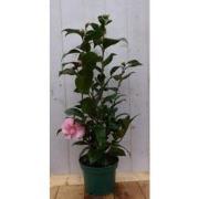 Camelia roze 80 cm