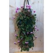 Hangzak cyclamen