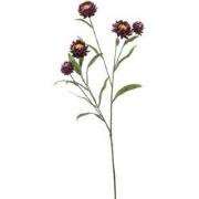 Kunst xerochrysum spray purple, 70 cm