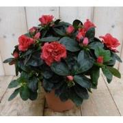 Kamerplant Azalea rood