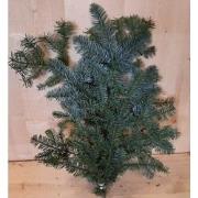 4 stuks - Kerstgroen Nobilis groen blauw