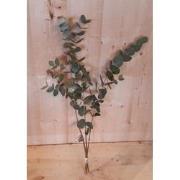 4 stuks - Kerstgroen Eucalyptus