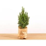 URBANJNGL - Mini-Kerstboom - Chamaecyparis - 25-30 cm