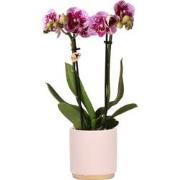 Kolibri Orchids | Roze paarse Phalaenopsis orchidee - El Salvador + Go...