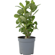 Adenium Obesum - Woestijnroos bloeiend - Pot 10,5cm - Hoogte 25-40cm