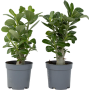 Adenium Obesum - Set van 2 - Woestijnroos bloeiend - Pot 10,5cm - Hoog...