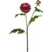 Bordeaux kunst dahlia steel H50