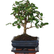 Carmona microphylla - Fukien Bonsai boom - Pot 15cm - Hoogte 20-30cm