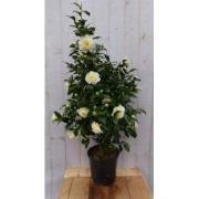 Camelia wit 120 cm