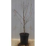 2 stuks! Prunus Okame struik 50 cm